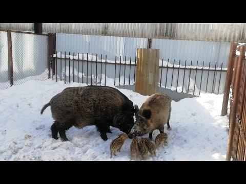 Фантик переезжает.