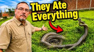 Florida Released Thousands of Snakes Into the Wild and What Happened Next Is INSANE