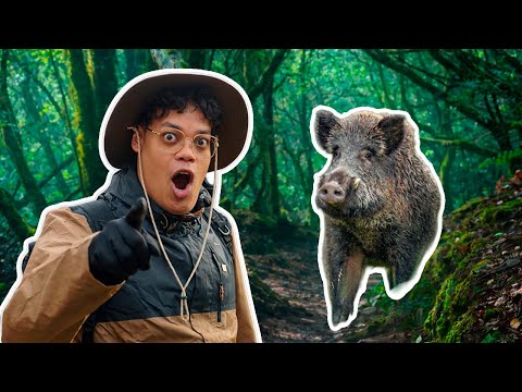 LE SURVIVAL CHO - LA FORET