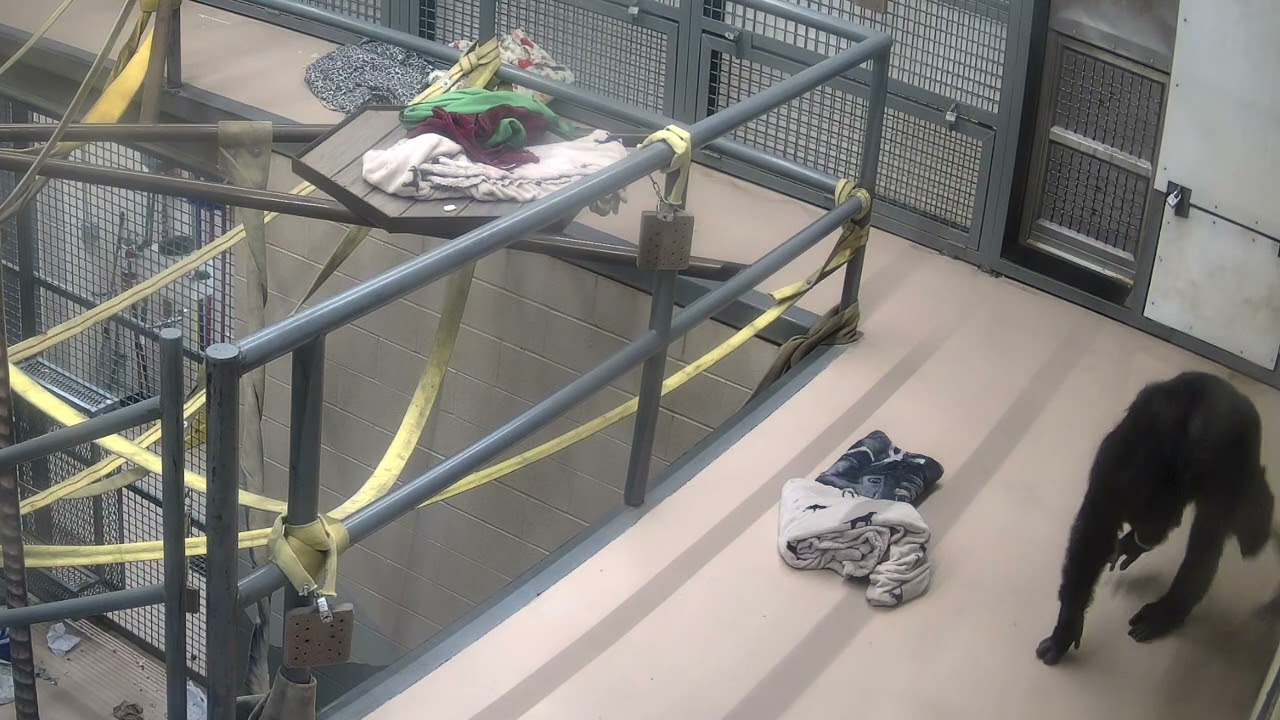 Activities of the life of rescued chimpanzees in a sanctuary