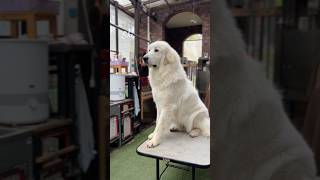 Lily リリー #greatpyrenees #todaysrunrun #グレートピレニーズ #今日のルンルン