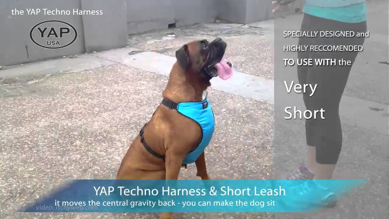 yap dog harness