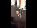 Yorkshire Terriers