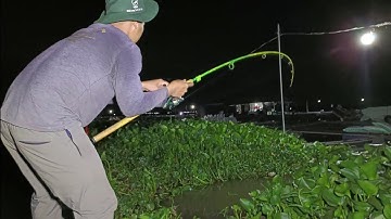 Đầu năm lũi dô bãi cỏ hoang sông Tiền trúng ngay ổ cá Chép, cá Tra bụi lục bình | Câu cá ổ T306