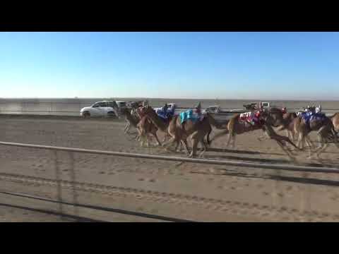 شواهين حمد بن عبدالله الجنيبي