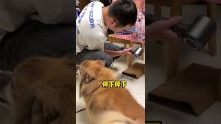 长沙上门洗狗日常 蝴蝶犬洗护 花猪版凶猛蝴蝶犬，看老龚如何拿捏#长沙 #猫咪洗护 #喵惊喜#上门洗护 #蝴蝶犬#宠物 #宠物美容 #猫