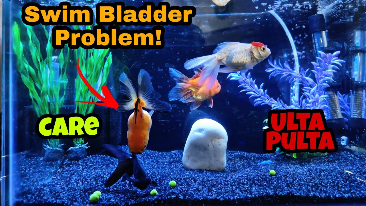 Swim Bladder Problem in Goldfish 😭How to cure Air Bladder Disease 2022