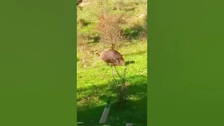 #chasse #caccia #идеальный охотничий кабан, лучший выстрел##wildboar#wildboar#cinghiale#hunting