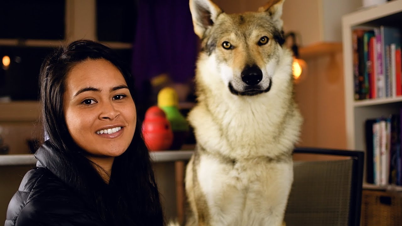 czechoslovakian wolfdog cost