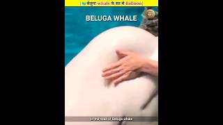 Beluga Whale Melon In Hindi