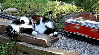 Katze vs. Gartenbahn VI by mapic2 356,253 views 2 years ago 33 seconds