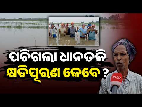 ଦେଢ଼ ମାସ ଧରି ପାଣିରେ ଧାନ, ଚିନ୍ତାରେ ଆଳିର ଚାଷୀ #knowledge