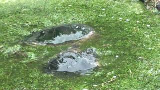 Snapping turtles fighting