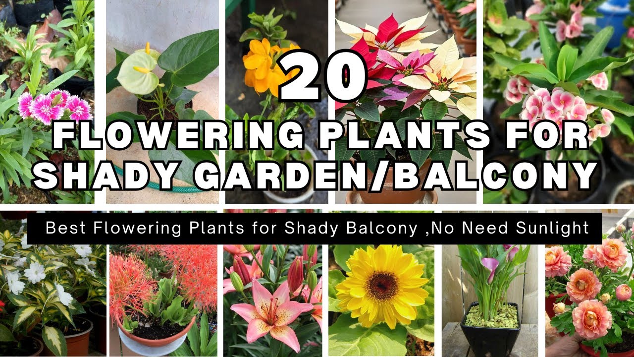 20 Shade Loving Summer Flowers for Balcony Garden| Flowering plants to Grow in Shade| ☀️🌼