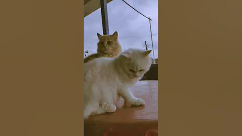 Video 2674321: persian cat, catlover funnycat cute
