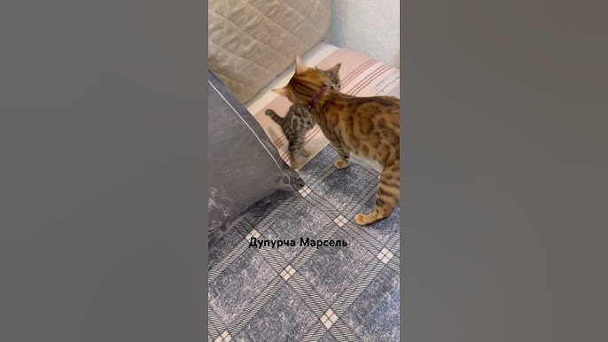 Rus anal nolasi Gimnastikachilarning külotlari yorilib ketdi.