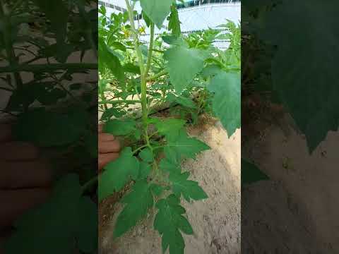 لما تزرع الطماطم داخل البيوت المحمية خلى بالك من المعلومة دى