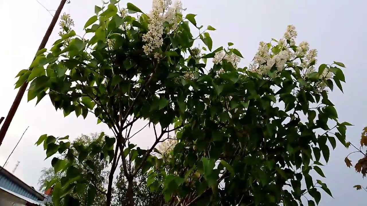 Тридцатое мая 2022 года. Поогородничала!