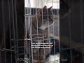 Cats get chosen immediately. Others keep getting overlooked for reasons they never chose themselves