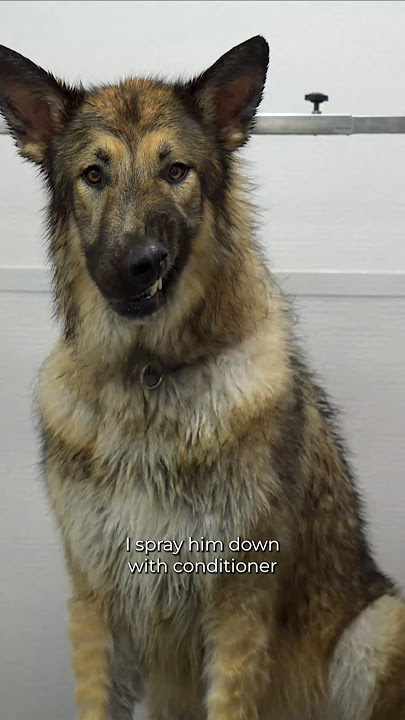 Qizlar va yigit bilan anal porno