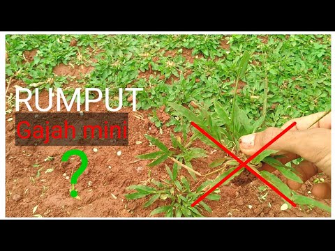 Video: Rumput Biasa - Apakah Rumput Taman Biasa