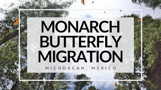 Monarch Butterfly Migration in Mexico - Cerro Pelon Reserve in Michoacan