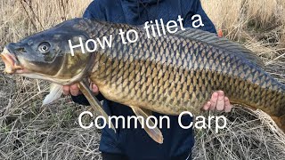 How To Clean Fillet A Common Carp