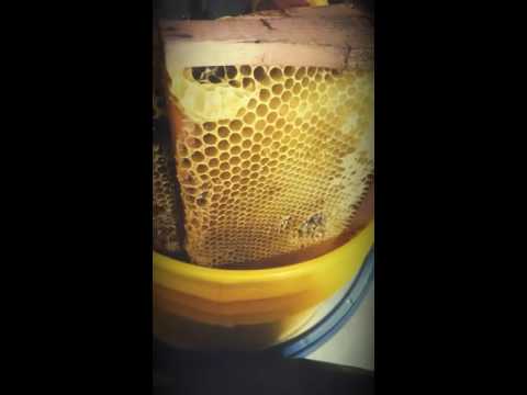 Maquina extractora de