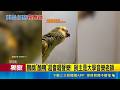三立獨家│鸚鵡界聲樂家"醜鴨"翹家 飼主懸賞一萬尋愛鳥  從中和飛到土城? 網友撞見"醜鴨"混入鴿群│記者 李昇峰 鄭亞宣｜三立新聞LIVE