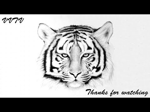 VVTV ✔ | Vẽ con hổ ntn ? How To Draw A Tiger | Foci