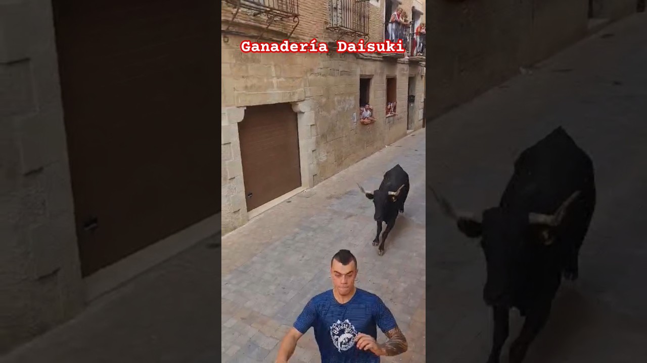 Salto De Vaca Encierro Los Arcos !!! #24 #toros #vacas #navarra #daisuki #salto #encierros #toro