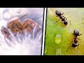 Как общаются насекомые? Пчела и муравей!