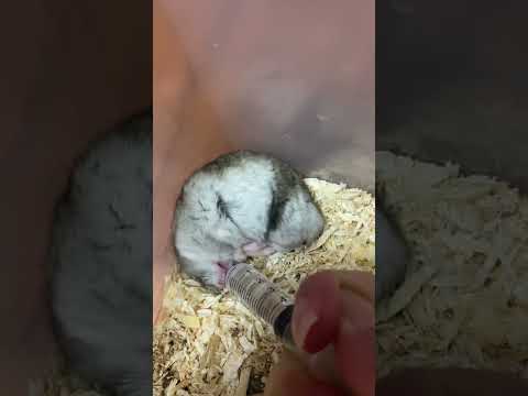#hamster #ハムスター #हम्सटर #햄스터 #хомяк #chuột đồng #หนูแฮมสเตอร์