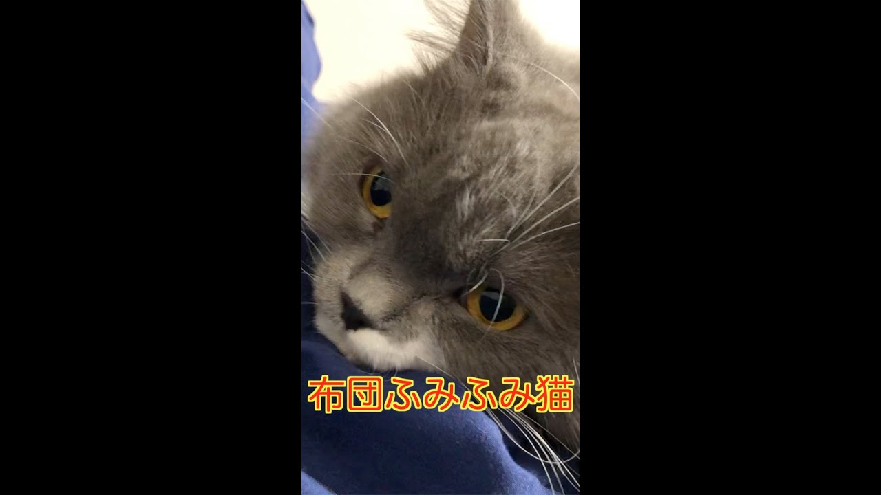布団ふみふみ猫 Shorts Youtube