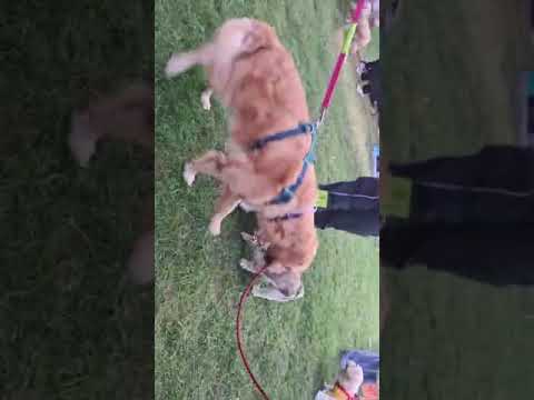 @woofingtales @petfolkapp - video from Petfolk