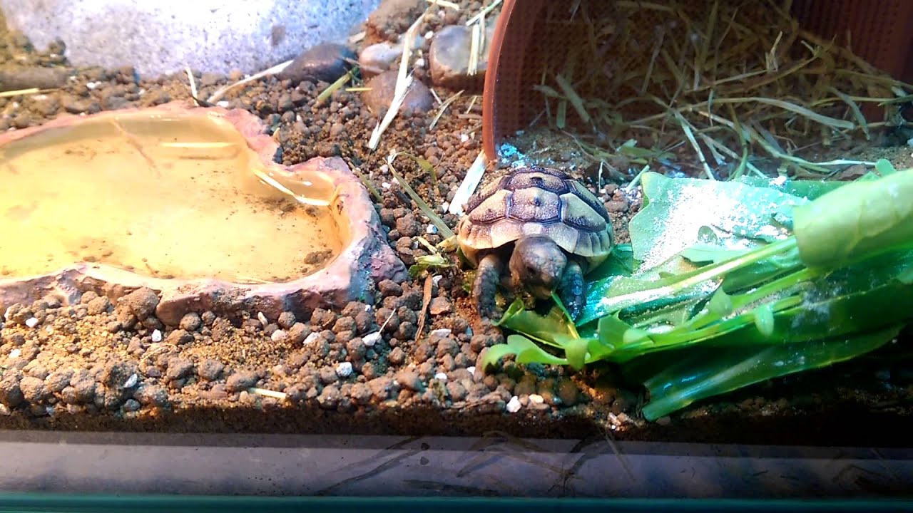Baby tortoise eating dandelions leaves Toby.TV YouTube