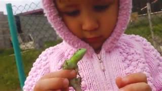 Ящерица это маленький ДИНОЗАВР ☝ EVA SHOW