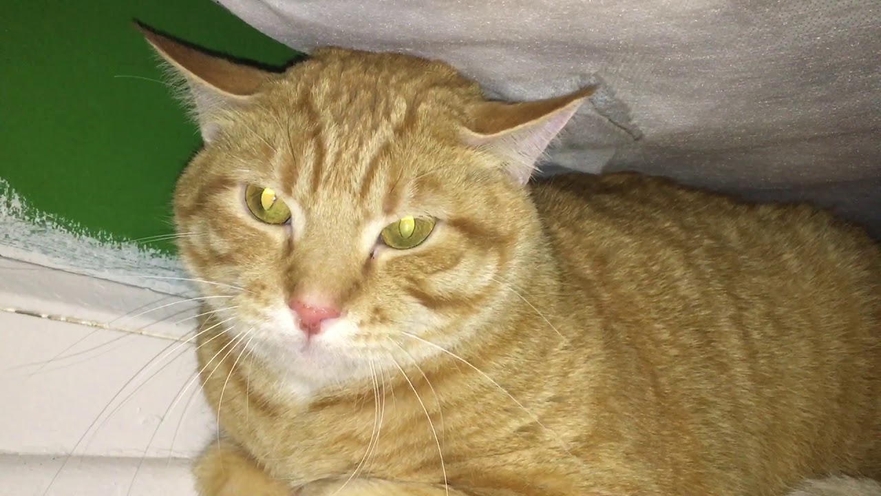 Cat hissing and growling at new kitten