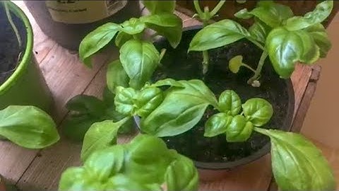 How to Cut Basil so it Keeps Growing Bushy Forever