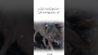 Sath Rehne Walay Saanp 🐍 | Wolf Attitude Status #wolfattitude #attitudestatus #quotes #viral #shorts