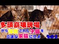 多頭崩壊現場から保護された子猫、兄妹と感動の再会を果たす 多頭崩壊現場から保護された子猫を立派な家猫に育て上げてみる　その２