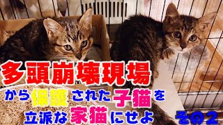 多頭崩壊現場から保護された子猫、兄妹と感動の再会を果たす  多頭崩壊現場から保護された子猫を立派な家猫に育て上げてみる その2