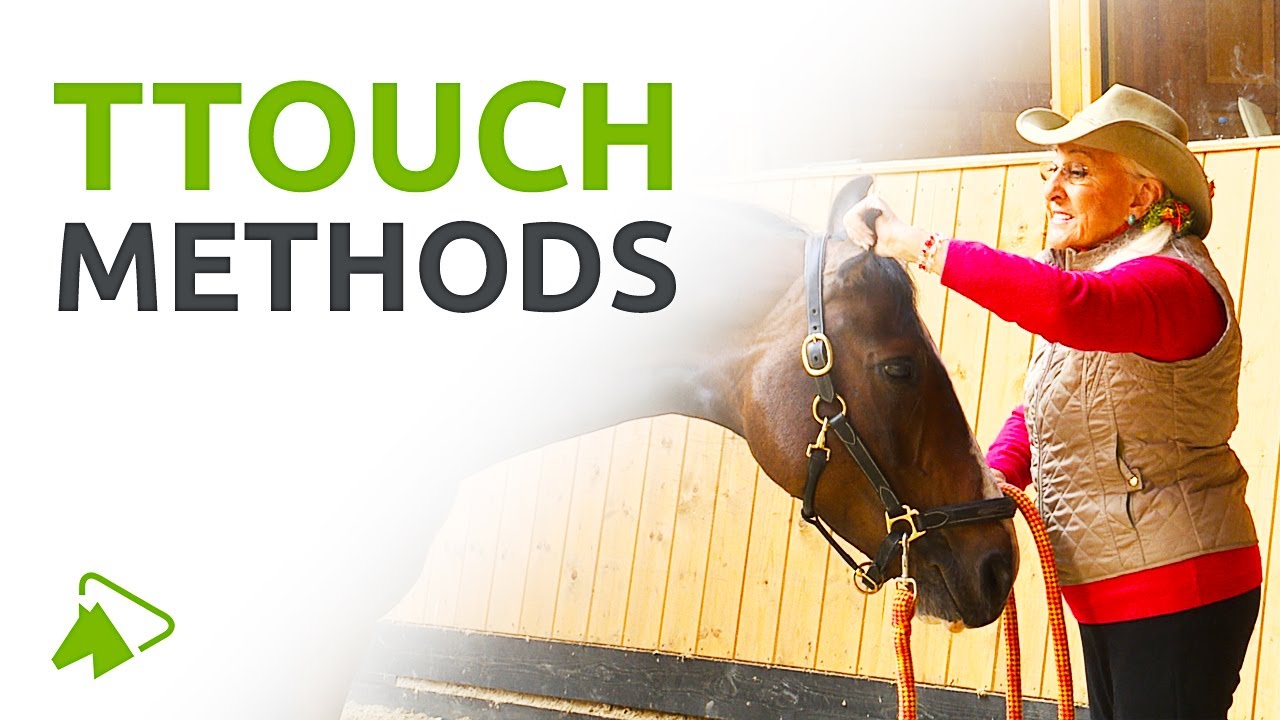 horse t touch