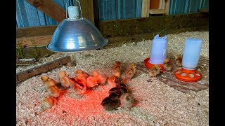 Our New Chickens Have Arrived! | The New Chicks Meet The Older Hens!