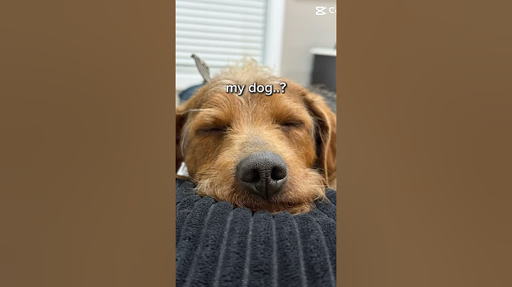 My dog Thor❤️