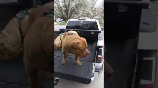 Milo and Ozzy in the Chevy by Aftershock American bully 25 views 2 years ago 1 minute, 15 seconds