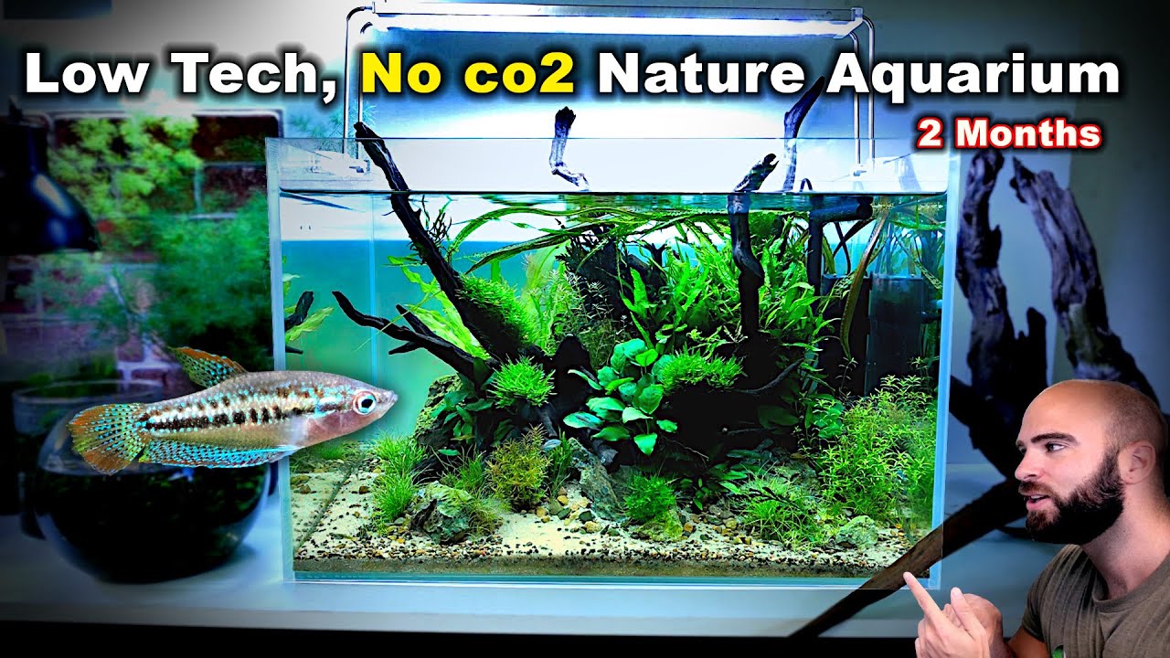 LOW TECH, NO CO2 SPARKLING GOURAMI TANK & PLANTS FOR AFRICAN RIVER | MD FISH TANKS