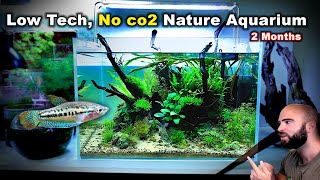 LOW TECH, NO CO2 SPARKLING GOURAMI TANK & PLANTS FOR AFRICAN RIVER | MD FISH TANKS