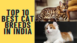 Top 10 Best Cat Breeds in India!भारत में शीर्ष 10 सर्वश्रेष्ठ बिल्ली की नस्लें music video