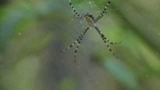 Famous Phantom spider [Full HD] Net Worth
